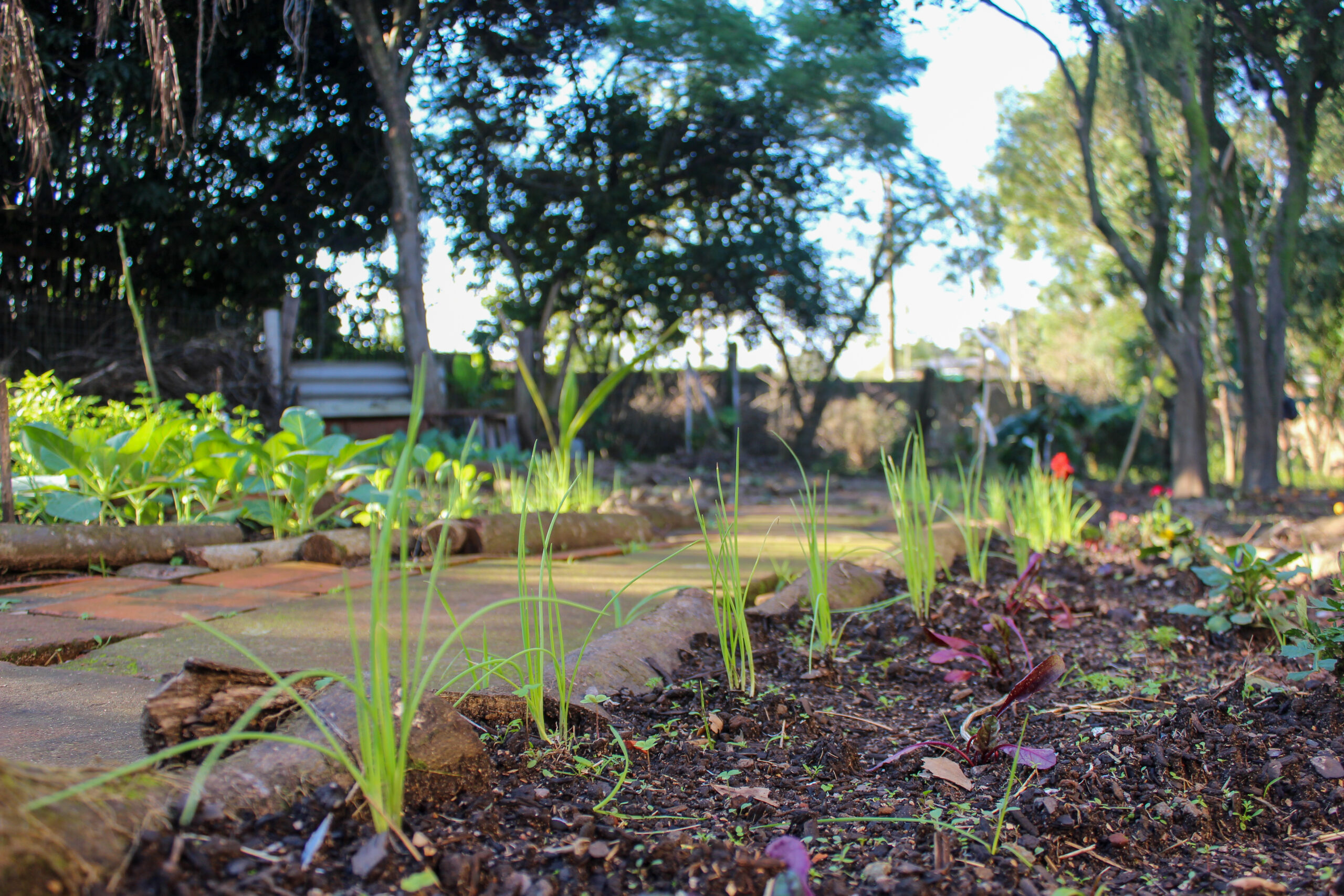 PROJETO FRUTOS DA TERRA – Horta Jardim Secreto | ESTEIO